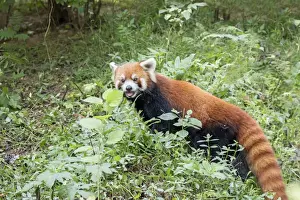 Fulgens Prints: Picture No. 11676803