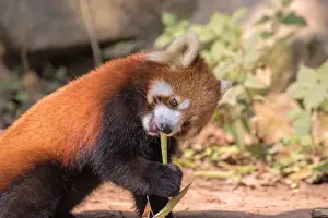 Fulgens Prints: Picture No. 11676805