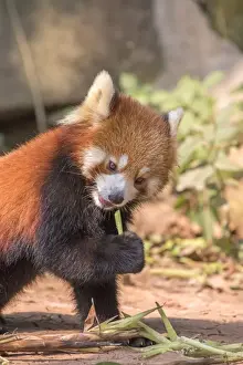 Fulgens Prints: Picture No. 11676806