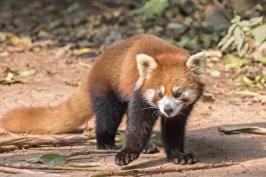Fulgens Prints: Picture No. 11676807