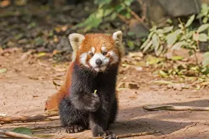 Fulgens Prints: Picture No. 11676809