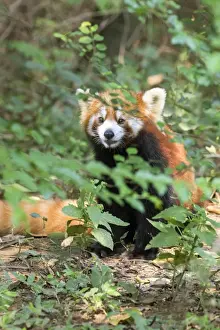 Picture No. 11676810