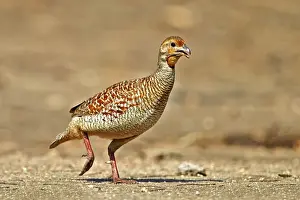 Francolin Prints: Picture No. 11676819