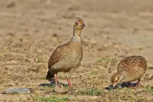 Francolin Prints: Picture No. 11676820