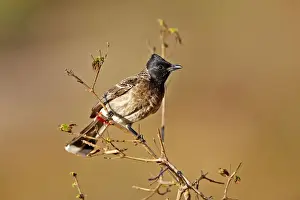 Bulbul Prints: Picture No. 11676857
