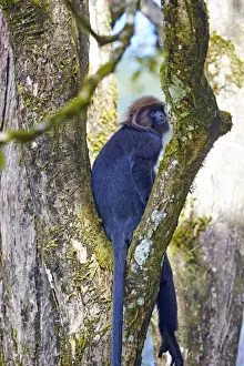 Trachypithecus Prints: Picture No. 11676874