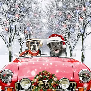 Boxer Prints: Picture No. 11768813