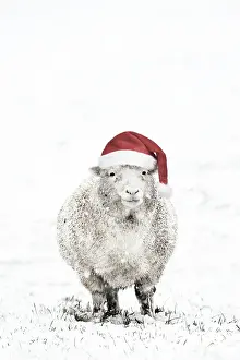 Ewes Prints: Picture No. 11768828