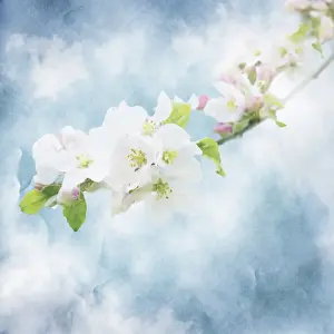 Copyspace Prints: Picture No. 11768830