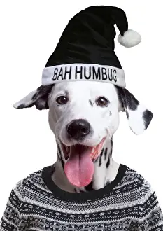 Dalmatians Prints: Picture No. 11768865