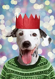 Dalmatians Prints: Picture No. 11768866