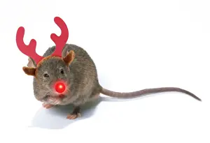 Rudolph Prints: Picture No. 11768878