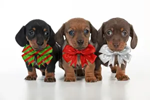 Bows Prints: Picture No. 11768925