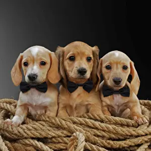 Rope Prints: Picture No. 11768929