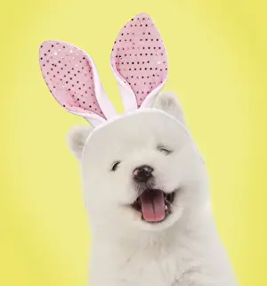 Bunny Prints: Picture No. 11768930