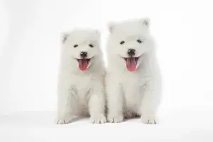 Panting Prints: Picture No. 11768933