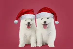 Samoyed Prints: Picture No. 11768935