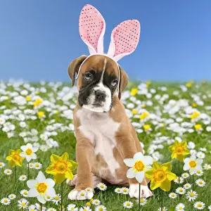 Boxer Prints: Picture No. 11769002