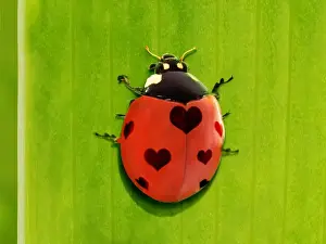 Ladybug Prints: Picture No. 11769064