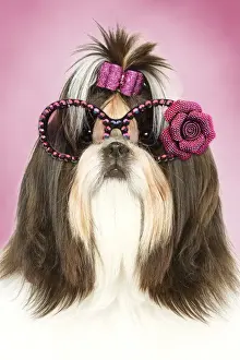 Bows Prints: Picture No. 11769074