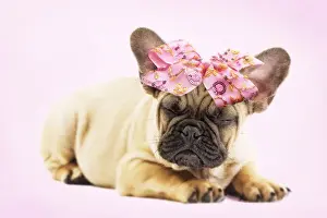 Bows Prints: Picture No. 11769091