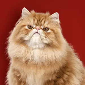 Angry Prints: Picture No. 11769093