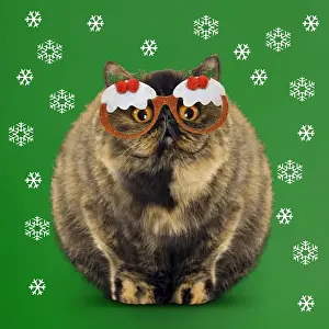 Tortoiseshell Prints: Picture No. 11769099