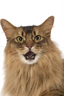 Meowing Prints: Picture No. 11770347
