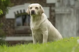 Picture No. 11770358