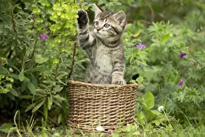 Waving Prints: Picture No. 11770412