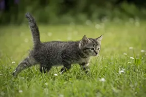 Stalking Prints: Picture No. 11770422