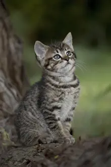 Picture No. 11770428