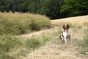 Brittany Prints: Picture No. 11770520
