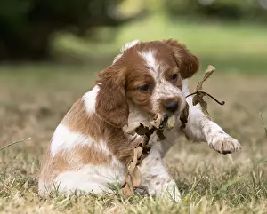Stick Prints: Picture No. 11770594