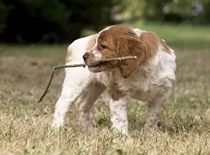 Stick Prints: Picture No. 11770595