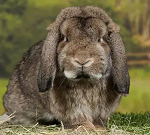 Eared Prints: Picture No. 11770608