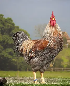 Salmon Prints: Picture No. 11770615