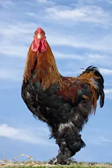 Brahma Prints: Picture No. 11770624