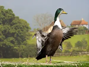 Picture No. 11770639