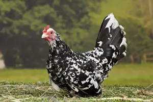 Bantam Prints: Picture No. 11770651