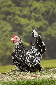 Bantam Prints: Picture No. 11770653