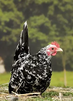 Bantam Prints: Picture No. 11770654
