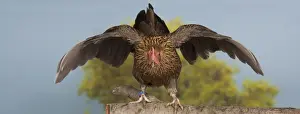 Bantam Prints: Picture No. 11770684