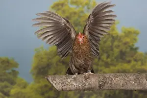 Bantam Prints: Picture No. 11770687