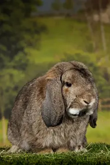 Eared Prints: Picture No. 11770717