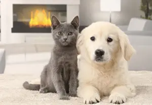 Fireplace Prints: Picture No. 11770737