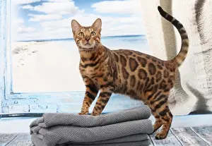 Bengal Prints: Picture No. 11770739