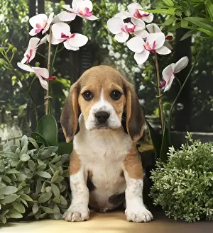 Beagles Prints: Picture No. 11770740