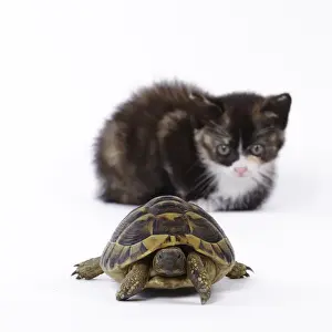 Tortoise Prints: Picture No. 11770751