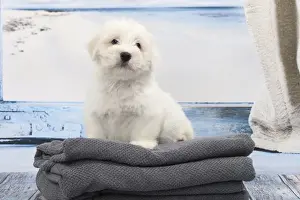 Coton Prints: Picture No. 11770799